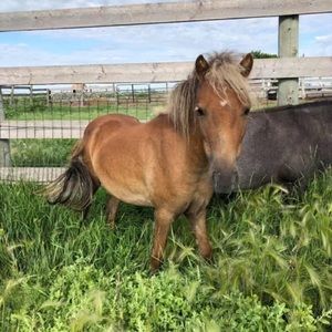 Meet your Posher, Krissy